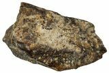 Fossil Hadrosaur (Edmontosaurus) Tooth - Wyoming #323962-1
